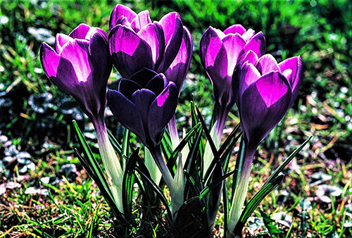 image  of crocus in spring by bob clarson